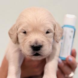 Boy 3 - Turquoise-Silver - Light golden male Golden Retriever puppy in Mc Minnville, Tennessee from Wishaw Whisky Golden Retrievers