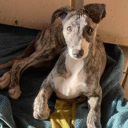 Whippet puppies from Kaizen Show Dogs