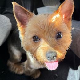 Taz - Yorkshire Terrier