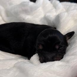 Ace - Black and tan male Dachshund puppy in Dothan, Alabama from Little House Pups