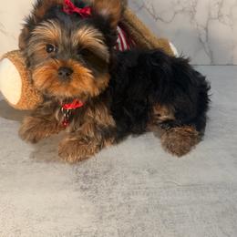 SMALL MAX - Black and gold male Yorkshire Terrier puppy in Maple Heights, Ohio from Yorkiesllc