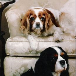 Cavalier King Charles Spaniel and Tibetan Spaniel All Grown Up from Chadwick Cavaliers