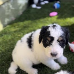 Bernedoodle Puppies from SoCal Bernedoodles