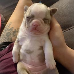 Boston Terrier Puppies from Buster’s Boston Babes