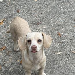 Pip - Cream female Dachshund puppy in Ponce De Leon, Florida from Brittany's Dachshunds