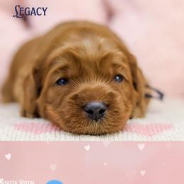 Legacy - Red male Australian Labradoodle puppy in Redding, California from Shasta Royal Monroe Puppies