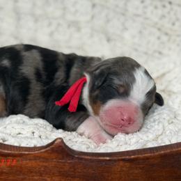 Bugatti - Blue merle male Bernedoodle puppy in Henry, Illinois from Rowe Farms Doodles