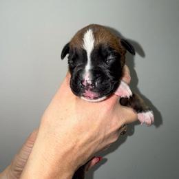 Boy 3 - Fawn male Boxer puppy in Jamesville, New York from Reynolds Homestead Boxers