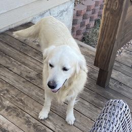 Finn - Golden Retriever