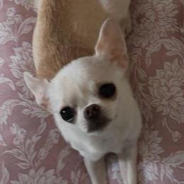 Celine - Chihuahua