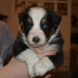 Vessel - Black tri-color male Australian Shepherd puppy in Altmar, New York from E&C Australian Shepherds