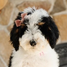 Pink Collar Female - Tri-color female Bernedoodle puppy in Kamas, Utah from A + E Farms