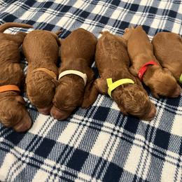 Goldendoodle and Golden Retriever Puppies from Were The Mack'Doodles
