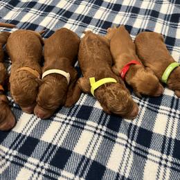 Goldendoodle and Golden Retriever Puppies from Were The Mack'Doodles