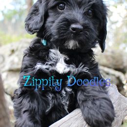 Lyra - Black female Goldendoodle puppy in Golden, Colorado from Zippity Doodles