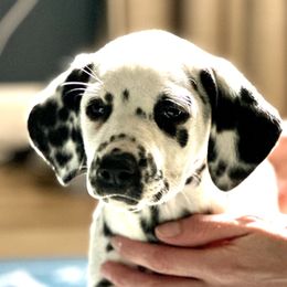 Black Collar Male - Dalmatian puppy in Pikeville, Kentucky from Blue Moon Dalmatians