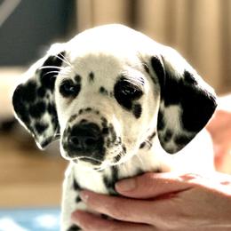 Black Collar Male - Dalmatian puppy in Pikeville, Kentucky from Blue Moon Dalmatians