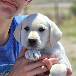 Pink female - Yellow Labrador Retriever puppy in Whitehall, Montana from Heart of Montana Labradors