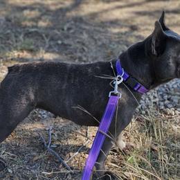 Sadie - French Bulldog