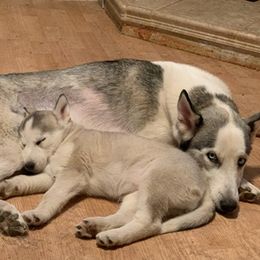 Pugs and Siberian Huskies from Jakes Lil Country Kennels