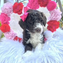 Aussiedoodle and Goldendoodle Puppies from Cuddly Doodles