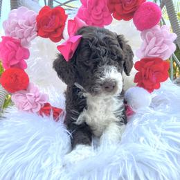 Aussiedoodle and Goldendoodle Puppies from Cuddly Doodles