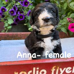Anna - Black and white female Bernedoodle puppy in Rochester, Minnesota from Marbel Wood Doodles