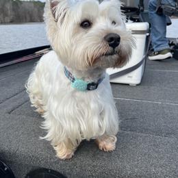 Nigel - West Highland White Terrier