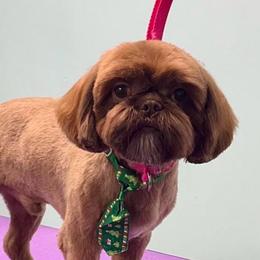 Rhett - Shih Tzu