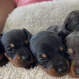 Dachshunds from Honey’s Doxie Den