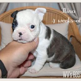 Ilina - Black brindle and white female Boston Terrier puppy in North Central, Vermont from Windy Valley’s Bostons