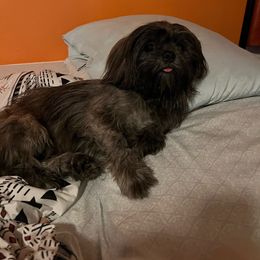 Nora - Lhasa Apso