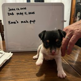 Boy B-1-B - White black and tan male Toy Fox Terrier puppy in Clermont, Florida from Debbie Hiles's Toy Fox Terriers