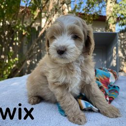 Aussiedoodle, Bernedoodle, Bernese Mountain Dog, and Sheepadoodle Puppies from Draper Mountain Doodles