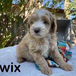 Aussiedoodle, Bernedoodle, Bernese Mountain Dog, and Sheepadoodle Puppies from Draper Mountain Doodles
