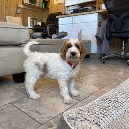 Chewy - Parti male Goldendoodle puppy in Sugarcreek, Ohio from True Hearted Doodles