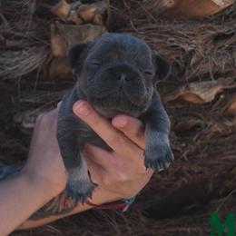 Blue - Blue male French Bulldog puppy in Avondale, Arizona from BigDiamondFrenchies