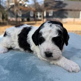 Storm - Black and white male Bernedoodle puppy in Russellville, Arkansas from Crossgate Doodles
