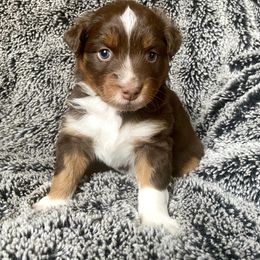 Australian Shepherd Puppies from Burdock Hill Australian Shepards