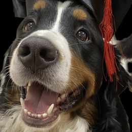 Marley - Bernese Mountain Dog