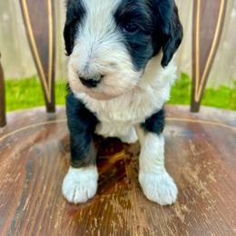 Bentley - Tri-color female Bernedoodle puppy in Urbandale, Iowa from Bernedoodlesbest