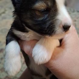 Balto - Salt and pepper male Miniature Schnauzer puppy in Clemmons, North Carolina from Schnauzer Snobs