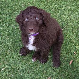 Diva -purple collar - Brown female Bernedoodle puppy in Aurora, Colorado from Simply Amazing Doodles