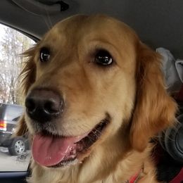 Golden Retrievers from Puget Sound European Golden Retrievers