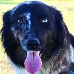 Eden - Australian Shepherd