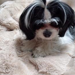 Mal-Shi puppies from Wiggle Bottom Shih Tzu/Maltese