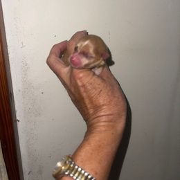 Merry - Chocolate female Pomeranian puppy in Avon Park, Florida from Mariska's Pomeranians