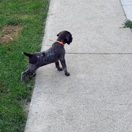 Daphne - Liver and white female German Shorthaired Pointer puppy in Plymouth, Wisconsin from Oak Country GSP's