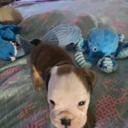 6 - Red and white female Bulldog puppy in Sarasota, Florida from Chazzerdog Bulldogs