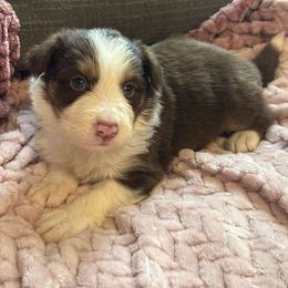 Alejandro - White and red male Border Collie puppy in Mckinney, Texas from Border Collies of Ruidoso